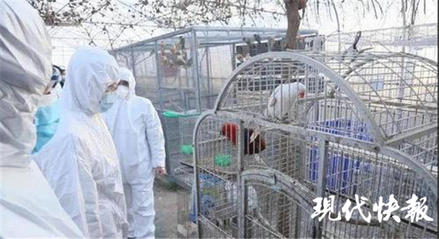 倒卖百灵鸟40只怎么处罚,贩卖百灵鸟12只怎么判