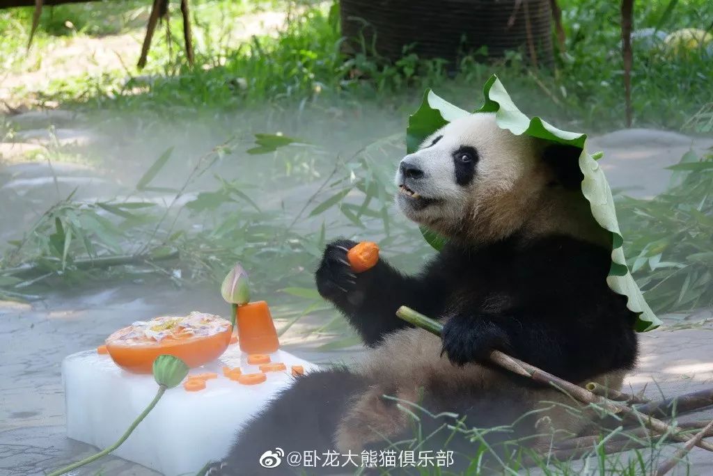 为什么全世界都喜欢大熊猫,世界各地的人们都喜爱大熊猫英语