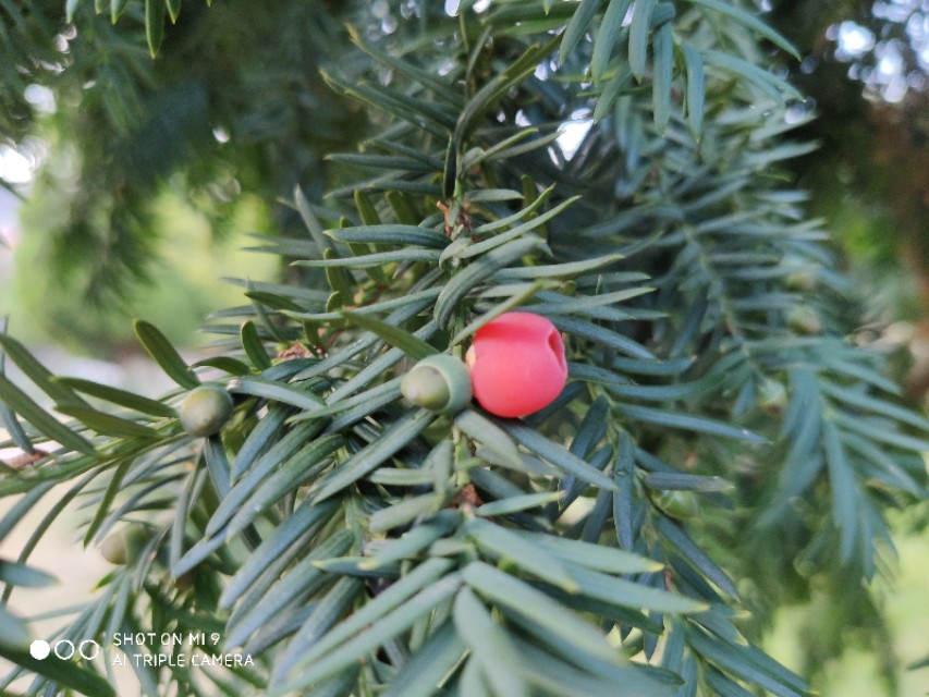 欧洲红豆杉历史,现在的红豆杉树什么样子