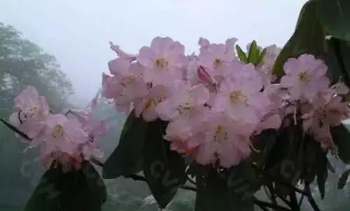 河南城市的市花有哪些花,全国56市市花图片
