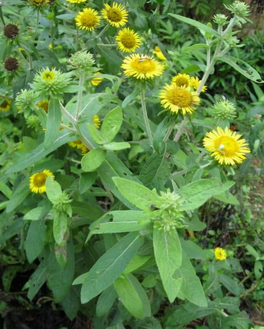 络脉瘀阻怎么治疗,疏通络脉的中成药