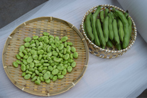 什么是蚕豆病,得了蚕豆病不能吃什么?