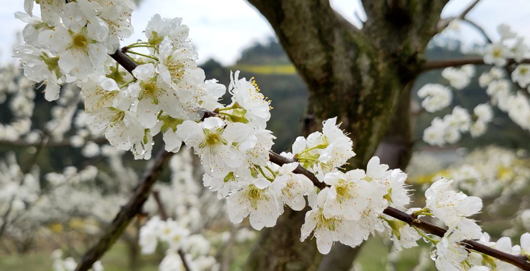 阳春三月的三月,阳春三月李花开