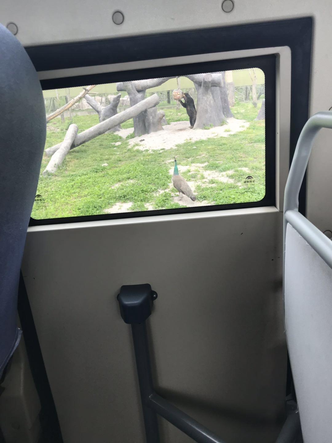 上海野生动物园太阳广场节目安排,上海野生动物园建议游玩时间