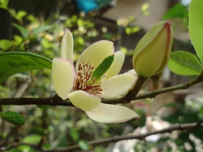 百花图谱大全100幅,工笔百花图谱100种