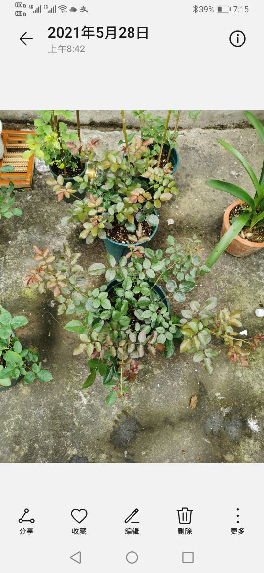 优秀月季品种推荐,正宗佛罗伦蒂娜月季