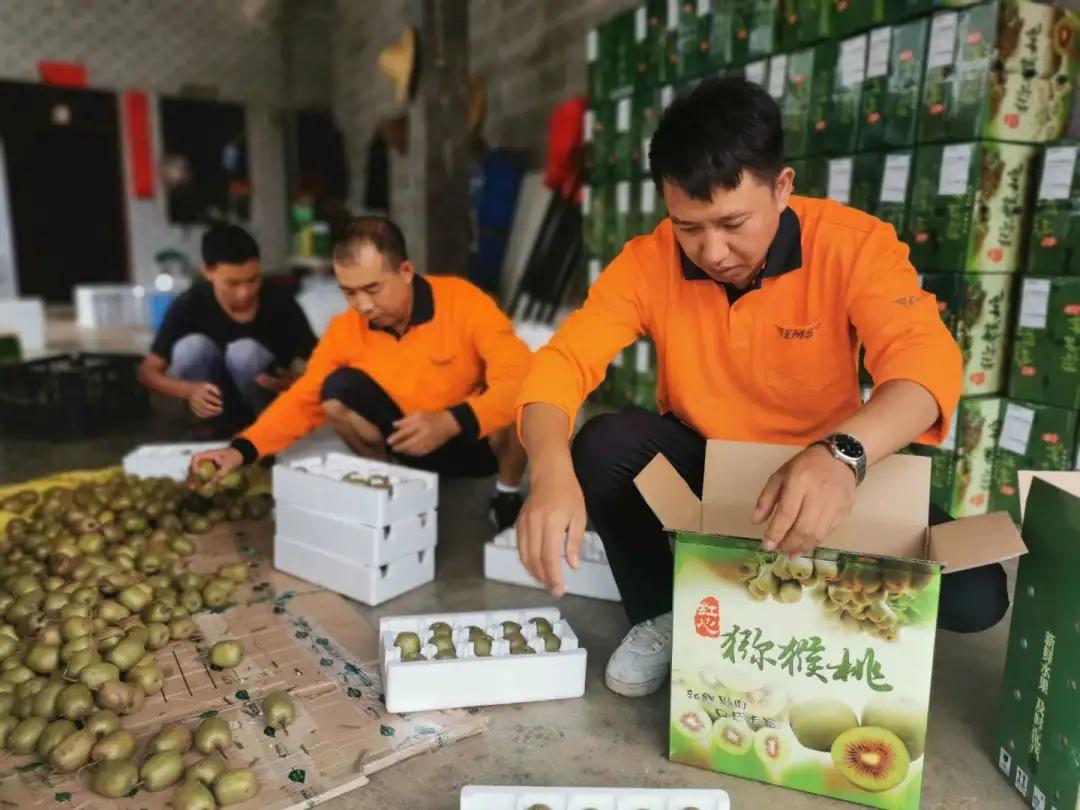 红心猕猴桃要浸果几次,红心猕猴桃浸果的最佳温度