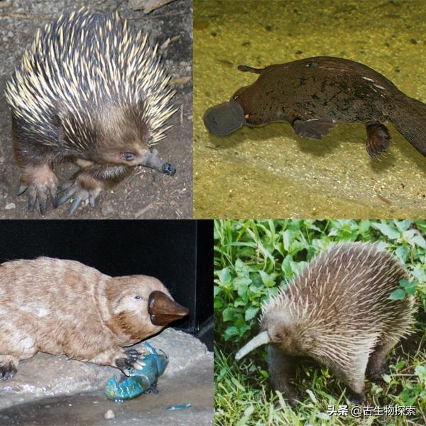 先有鸡还是先有蛋？来一节蛋蛋进化史