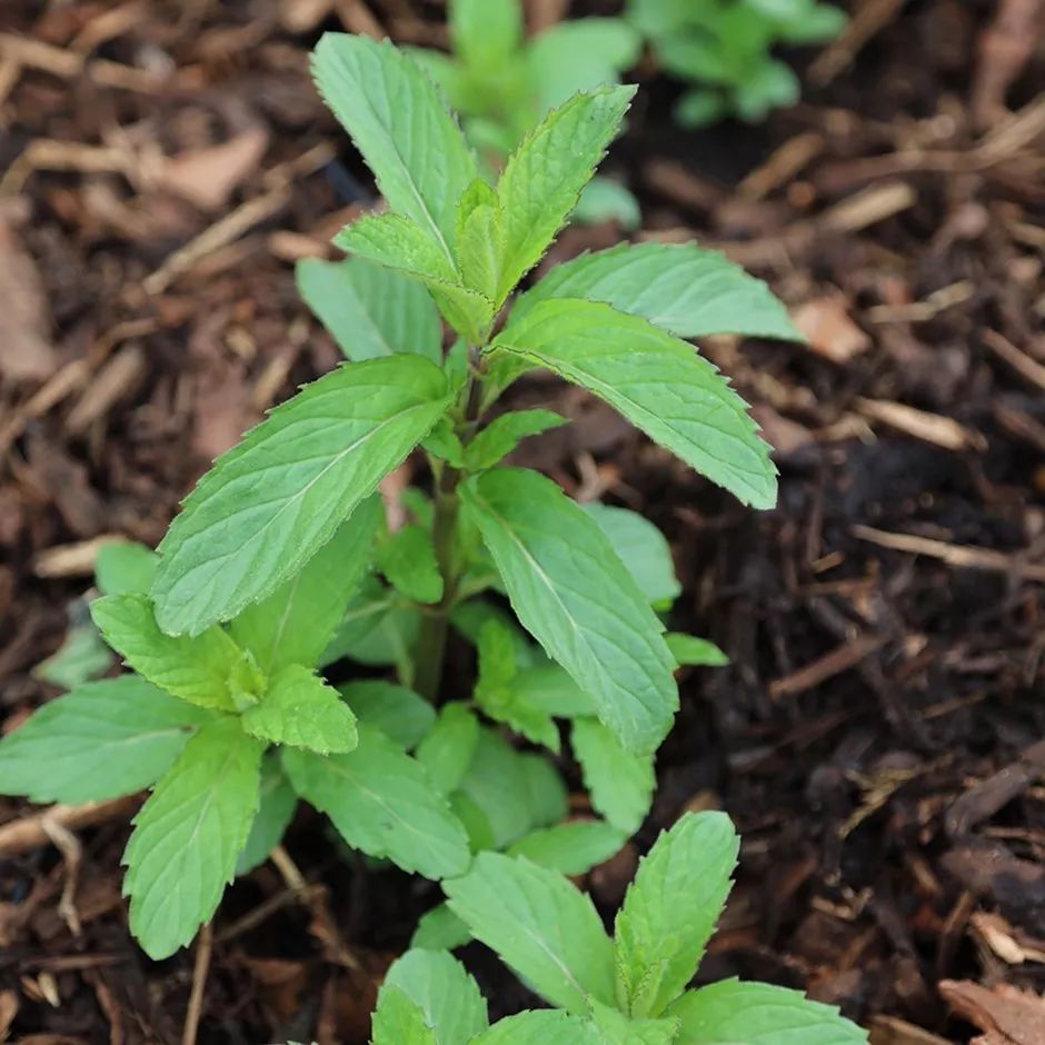 最好养的绿植薄荷品种,薄荷盆栽的品种
