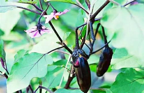 各种蔬菜水果祖先的样子,各种蔬菜祖先