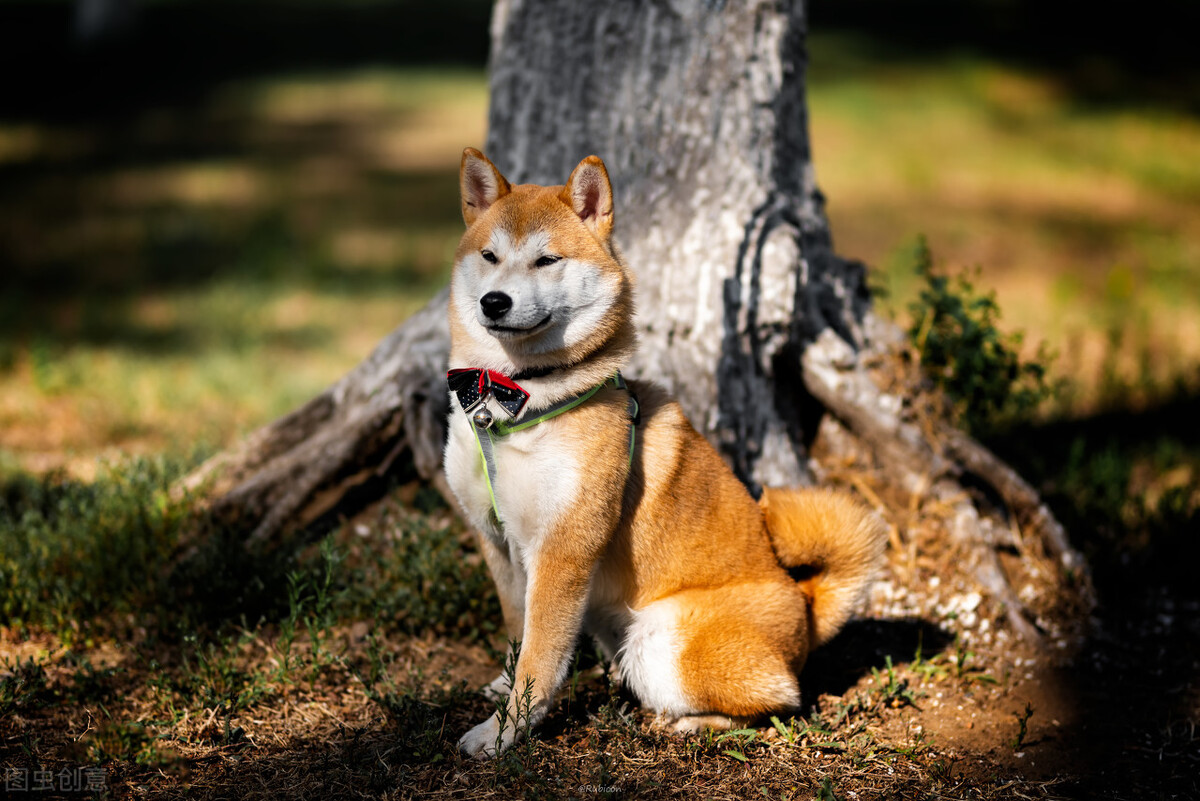 因表情包走红网络,网红柴犬表情包我只想拥有快乐