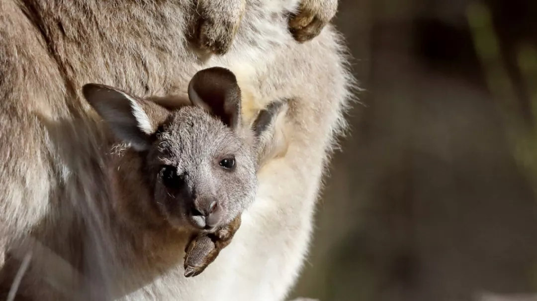 有袋动物只有澳洲有吗,有袋动物小科普