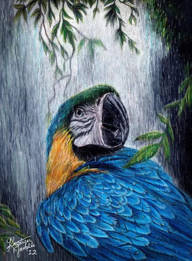 画鸟彩铅教程,画鸟彩铅