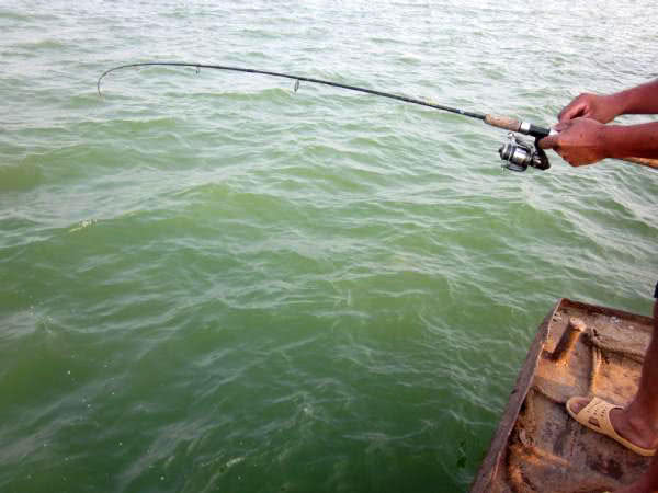 黑坑清江鱼钓鱼技巧和方法,网箱钓鱼技巧视频教程