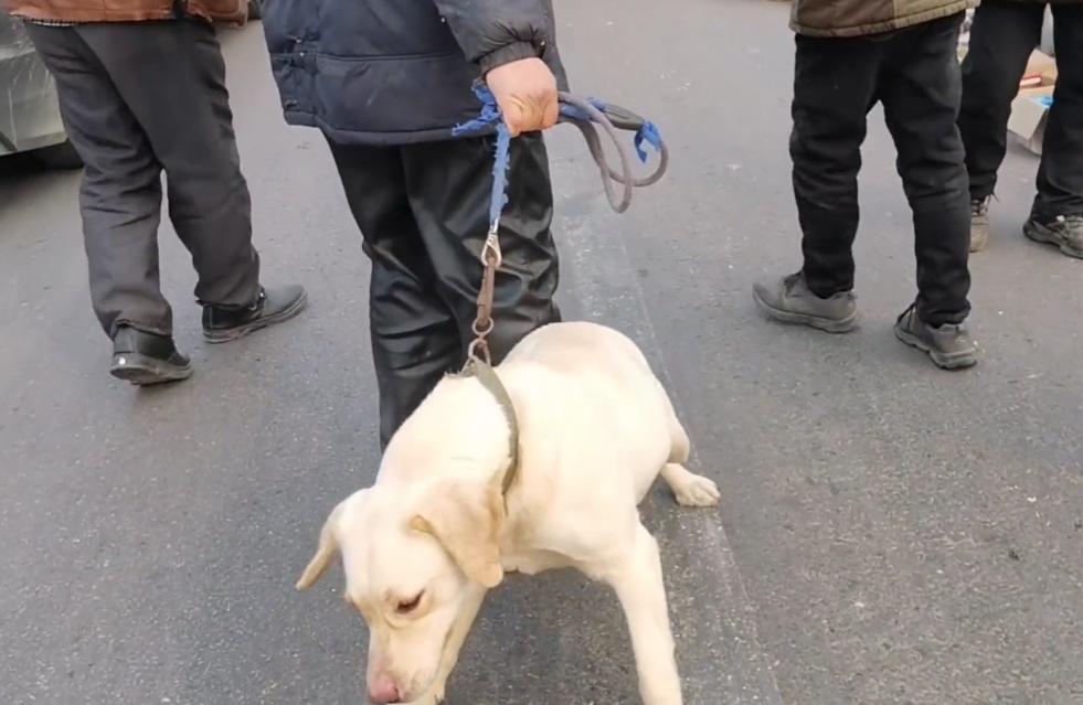 拉布拉多幼犬被扔到了狗肉馆,肉狗拉布拉多