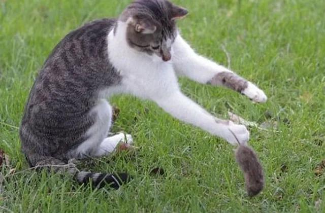 猫抓住老鼠后为什么老鼠放弃抵抗,猫抓了老鼠为什么喜欢玩