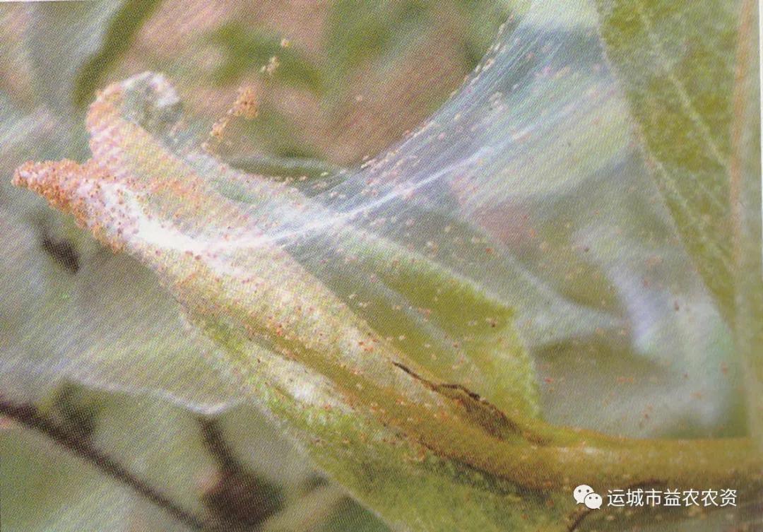 樱桃常见病虫害有哪些,樱桃常见病虫害有哪些症状