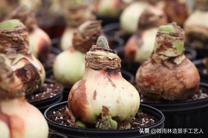 朱顶红阿弗雷爆盆,朱顶红多大口径盆合适