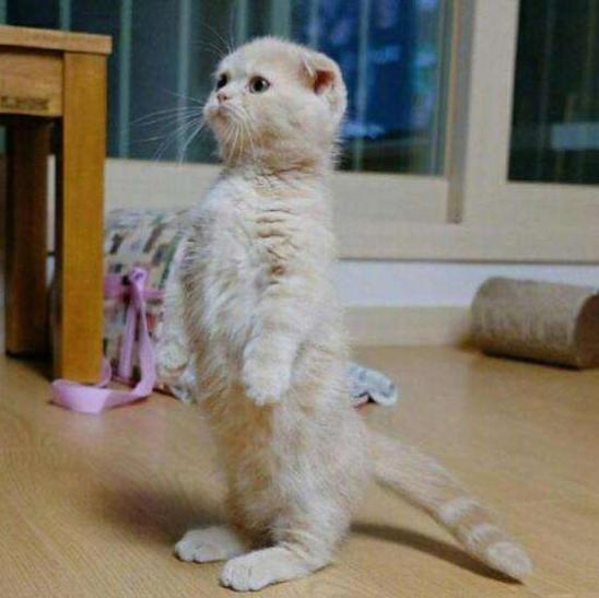 最近很火的猫咪折耳猫,有着天使的面孔的猫