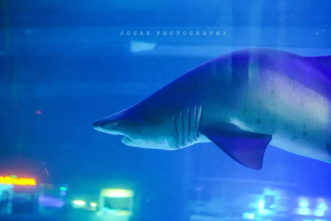 「亲子游」与万千海洋动物一起，夜宿探索极地海洋之美