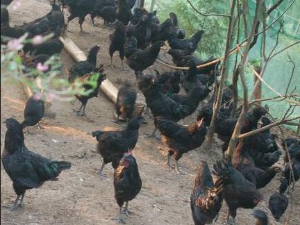 鸡感冒到底是怎么回事？今天咱们就把感冒说清楚