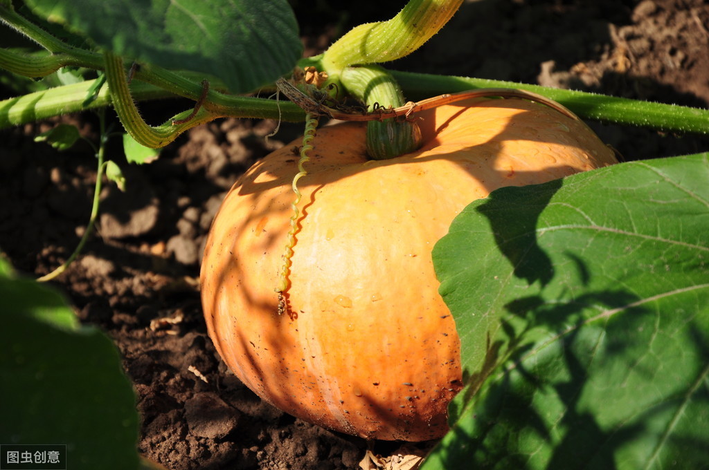 了解一种农作物的种植时间过程,种植各种农作物管理方法