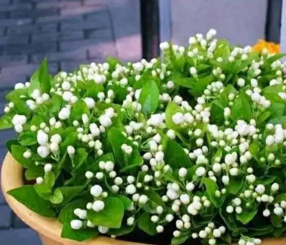 无花果枝条泡在水里可以生根吗,树枝泡在生根水里能生根吗