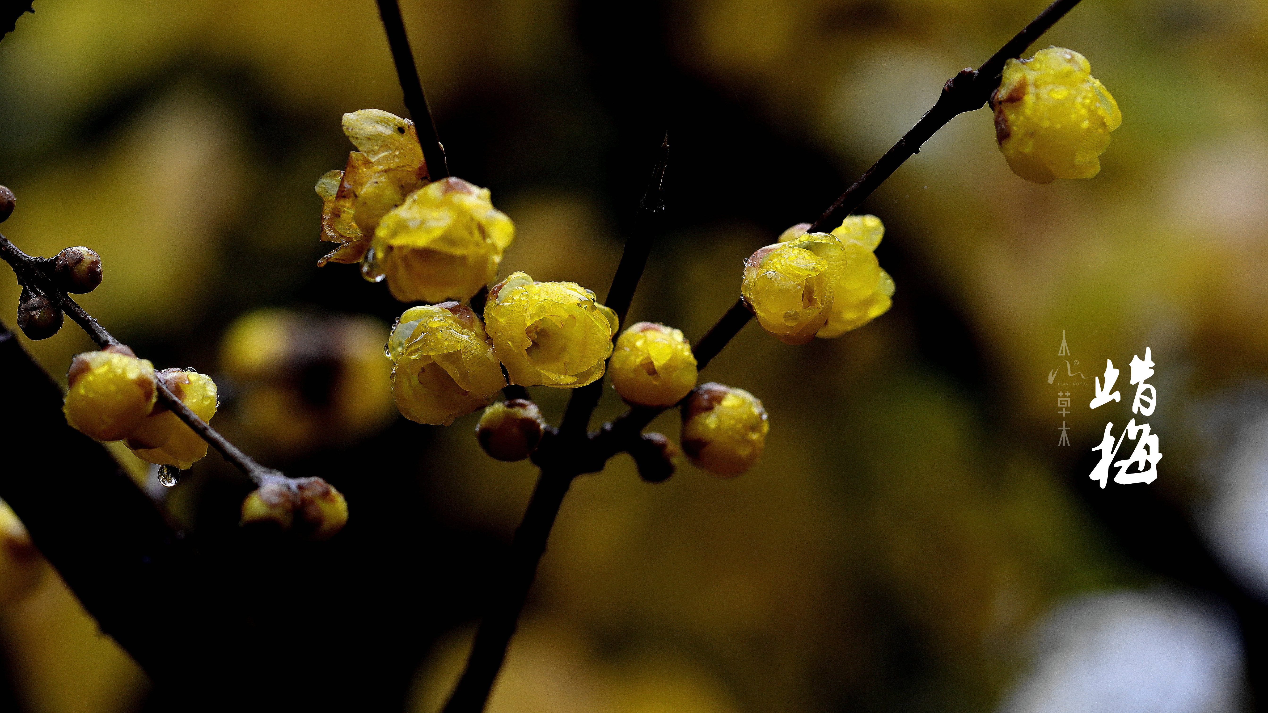 蜡梅|故人未寄岭头信，先报江南春意来