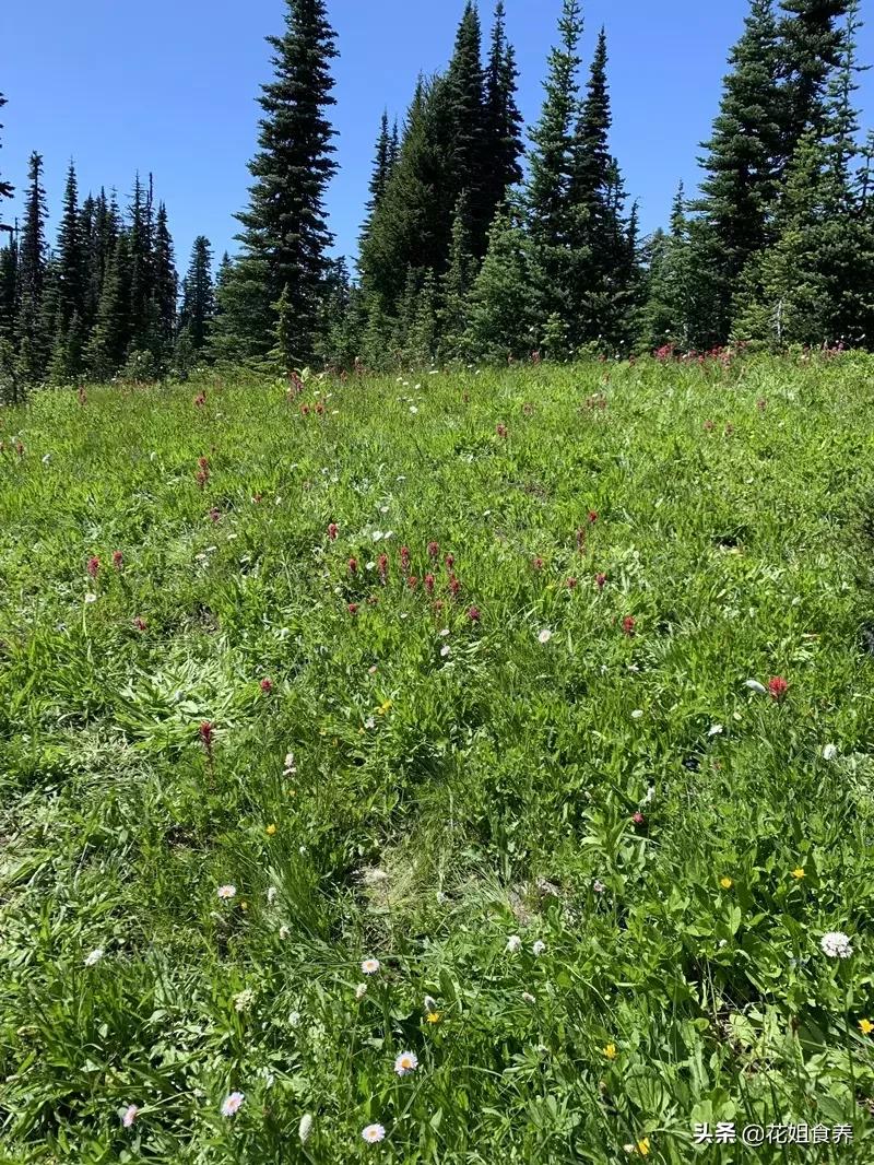 18天我和俩娃，西雅图家庭自由行，民宿、雪山、游艇……好玩刺激