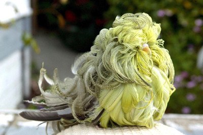 虎皮鹦鹉长粗毛以后是怎么样,虎皮鹦鹉和大头虎皮鹦鹉有啥区别