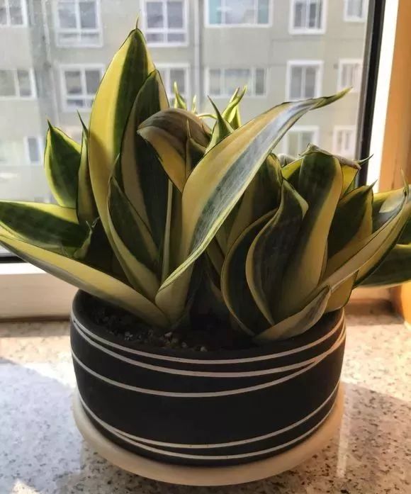 能吸甲醛的植物花卉,吸甲醛的十大植物有哪些