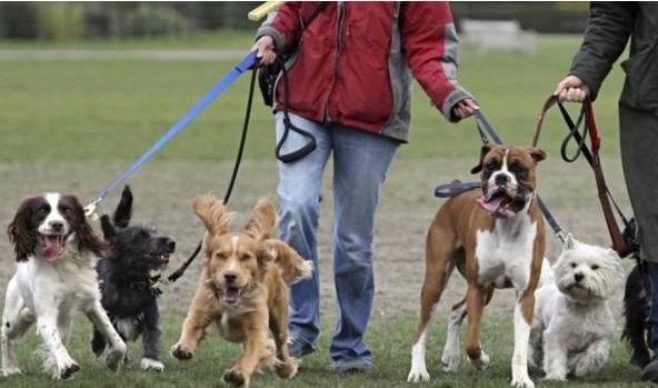 饲养宠物有哪些有益的影响,小朋友养宠物狗的好处和坏处