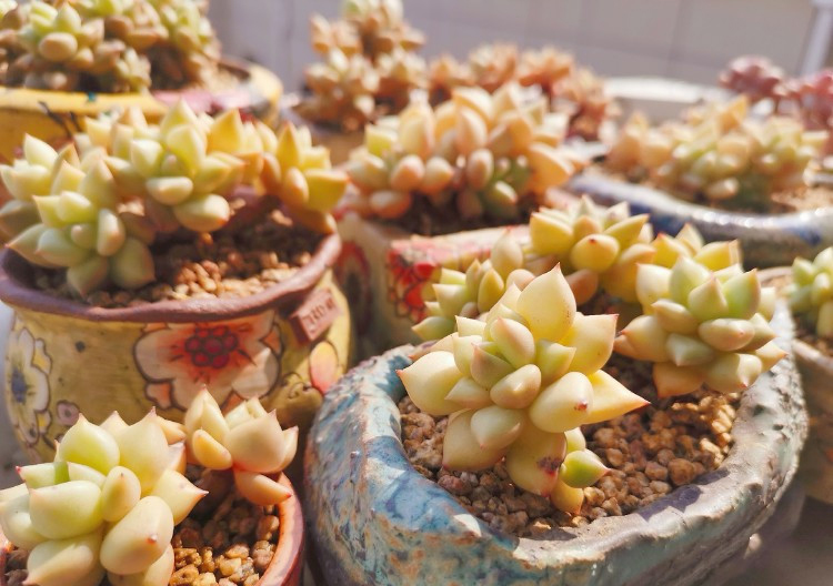 养多肉注意事项,养多肉的感悟熬过冬季