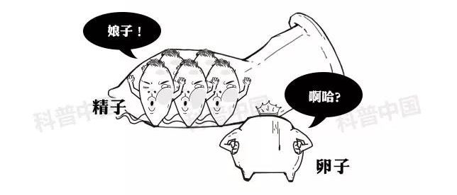 避孕药药理科普,医学科普避孕药的功能和原理