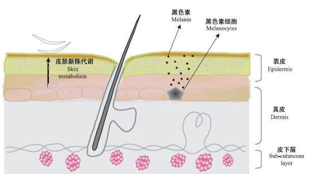 肤色不均暗沉痘印痘坑怎么调理,肤色不均是水油不平衡吗