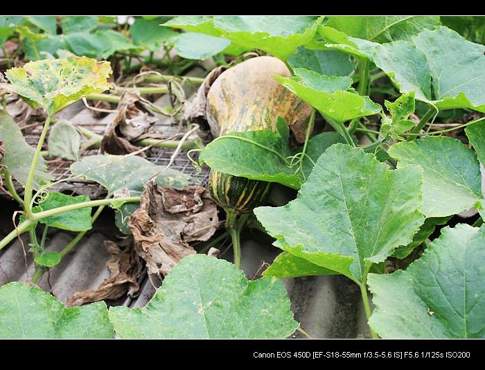 记录农家小院的真实生活,北方农村隐居田园的生活