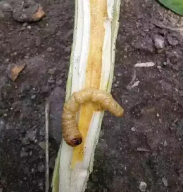 柑橘爆皮虫应该如何防治,柑橘爆皮虫的防治最佳时期