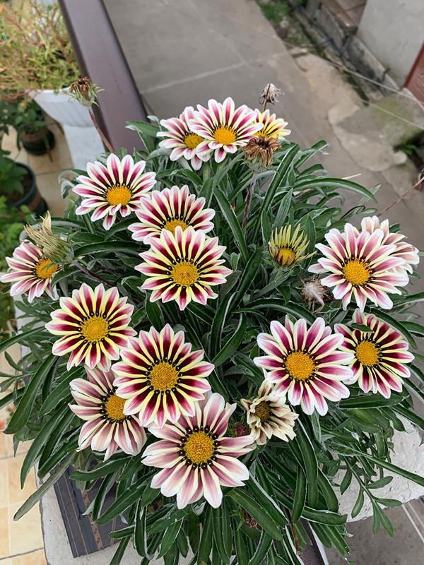 养盆“假太阳”，各色“小勋章”，这种菊花忒漂亮，假花一样