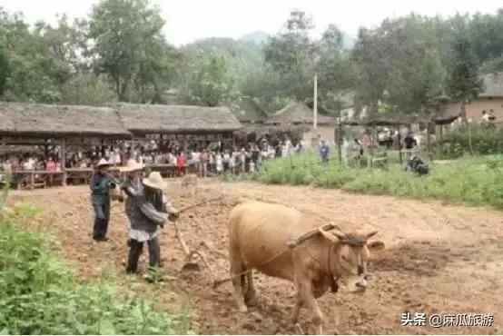 「县长带你去旅游」“古惑仔”引发首个“蛊惑灾”