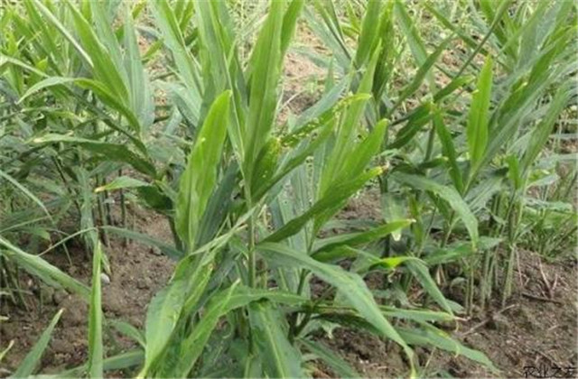 无公害生姜种植投资成本,生姜高产栽培技术