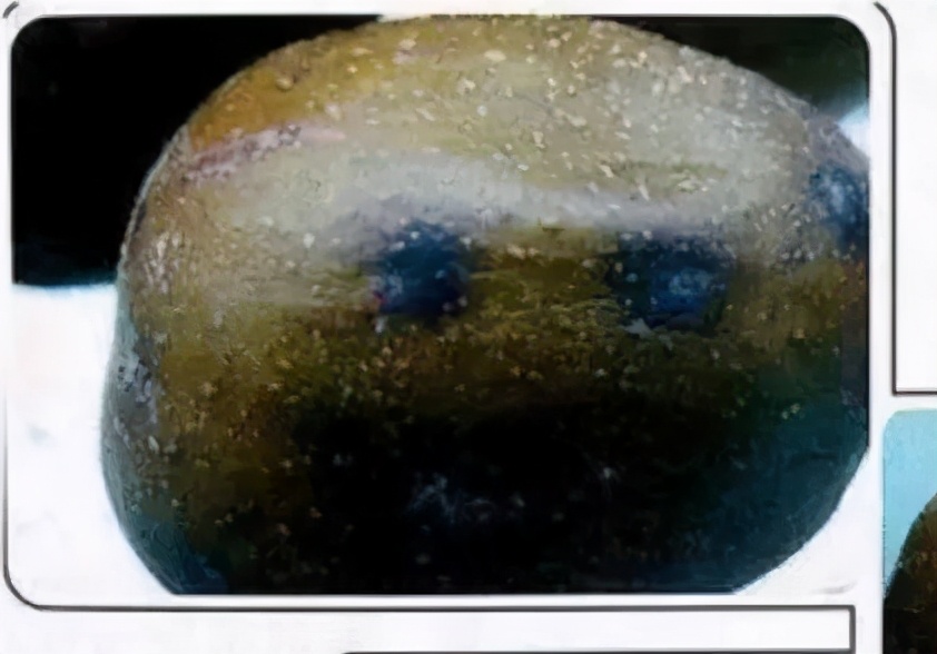 又酸又硬的猕猴桃,猕猴桃又硬又酸是怎么回事