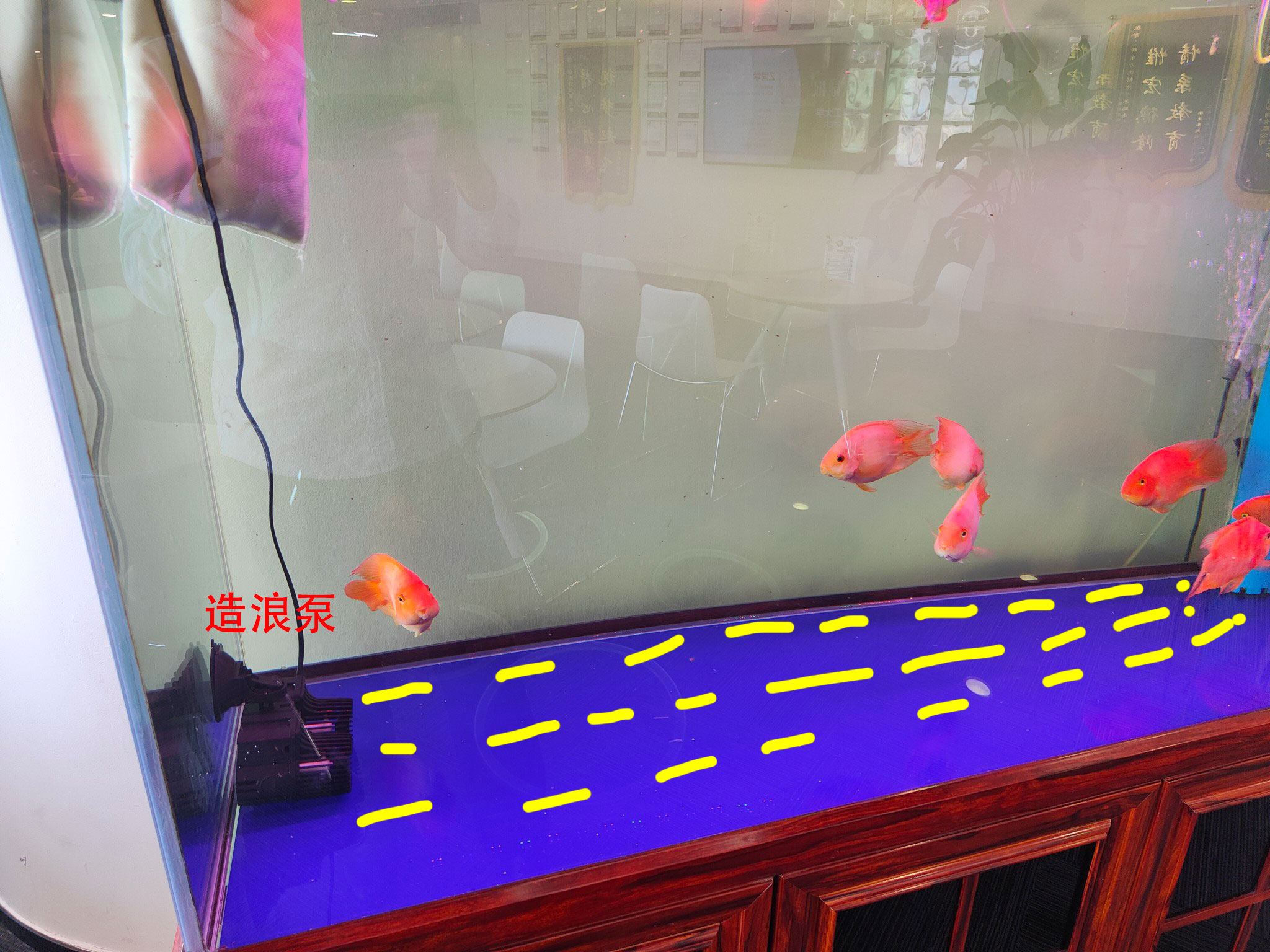 底滤鱼缸里的鱼粪抽不走怎么办,底滤鱼缸为什么吸不走缸底的粪便