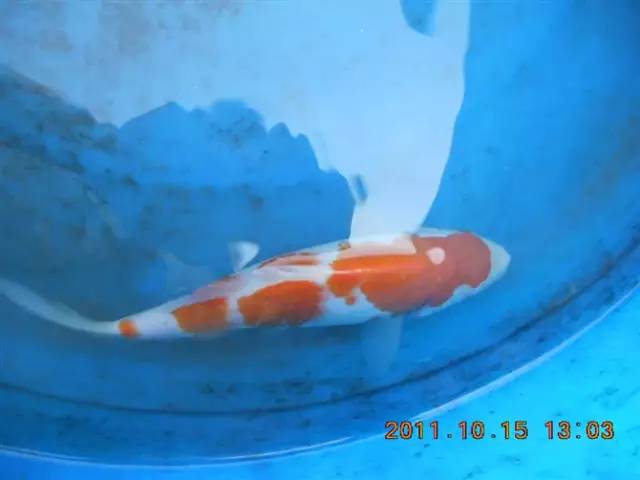 湖南最好的锦鲤养殖基地,湘潭锦鲤养殖