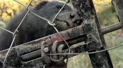 蜜獾平头哥发脾气,蜜獾平头哥对人友好吗