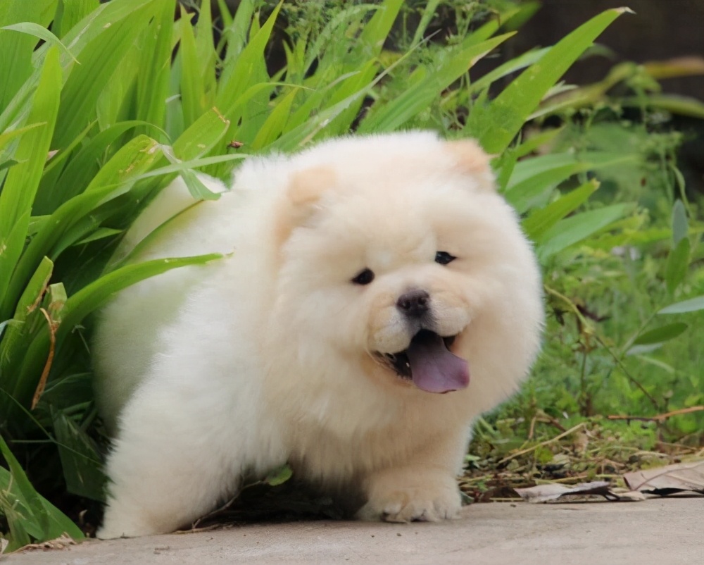 中国名犬松狮犬,松狮犬一生认几个主人