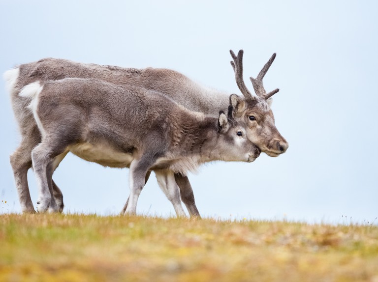 驯鹿的10大特征,介绍一下驯鹿的特点