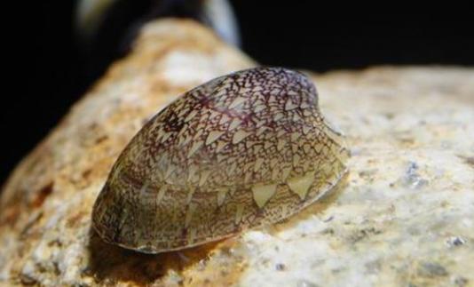 鱼缸放观赏螺好不好,鱼缸观赏螺推荐