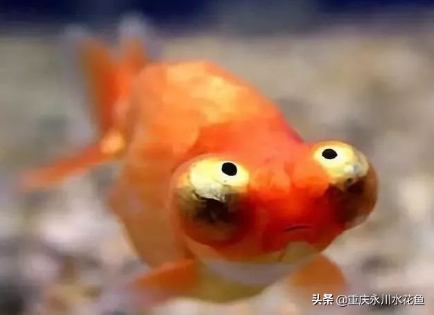 十大最好看的观赏鱼,观赏鱼100种形态