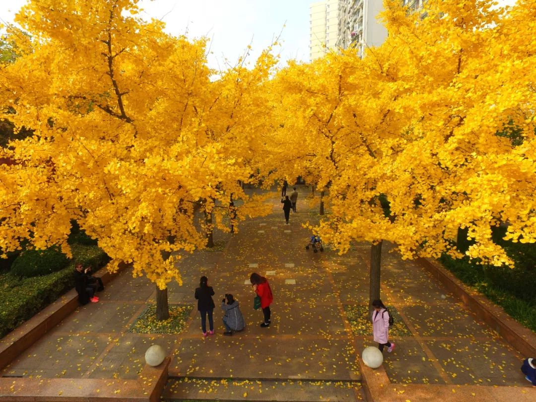 上海银杏叶打卡的地方,上海周边哪里有银杏叶