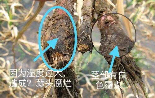 大蒜叶枯病紫斑病软腐病用什么药,大蒜细菌性软腐病危害症状